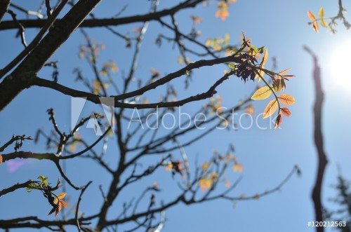 Picture of Branches and young leaves structure in springtime at back light
